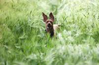 Spelende hond in grasarenveld